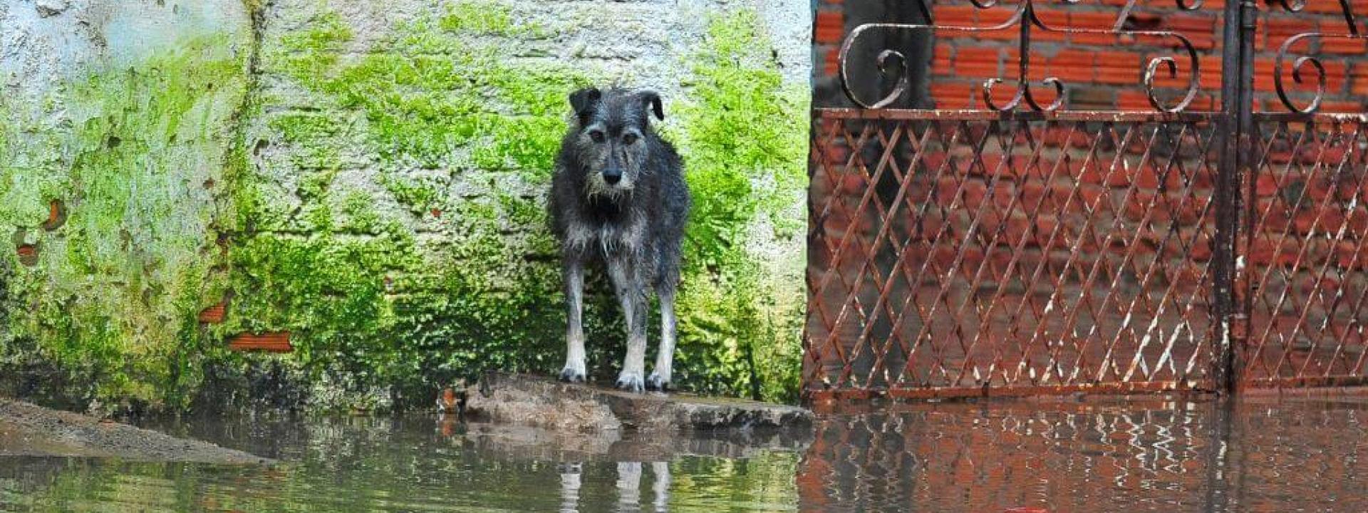 A dog after a flood disaster looking for its owner.