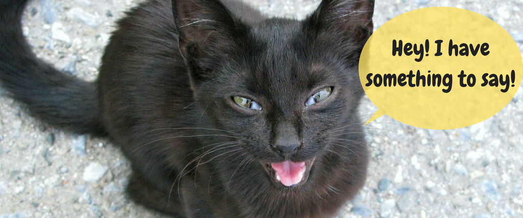 cat-meow-Blog-Header