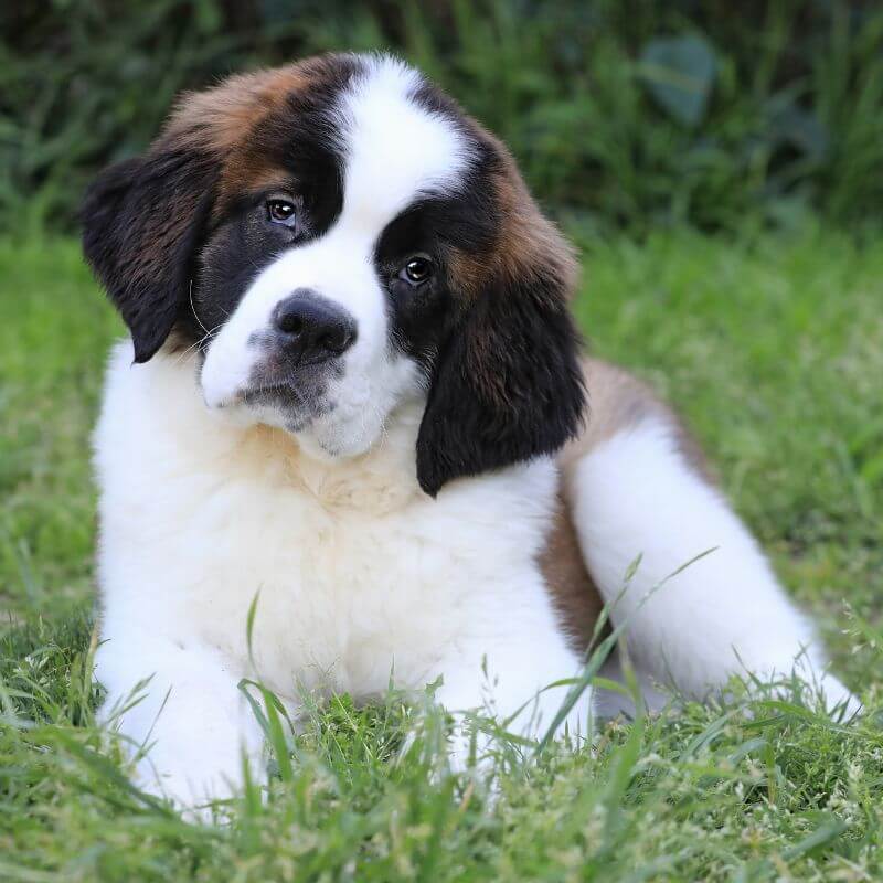Large-Breed Puppies