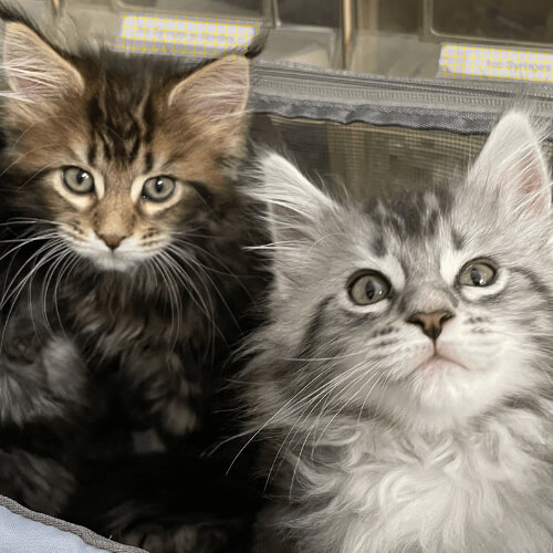 A Love for Cats