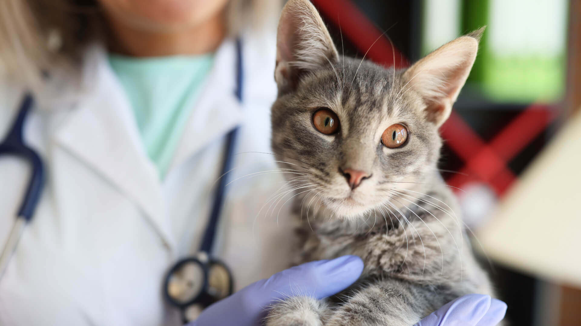 Animal Hospital in Gig Harbor WA