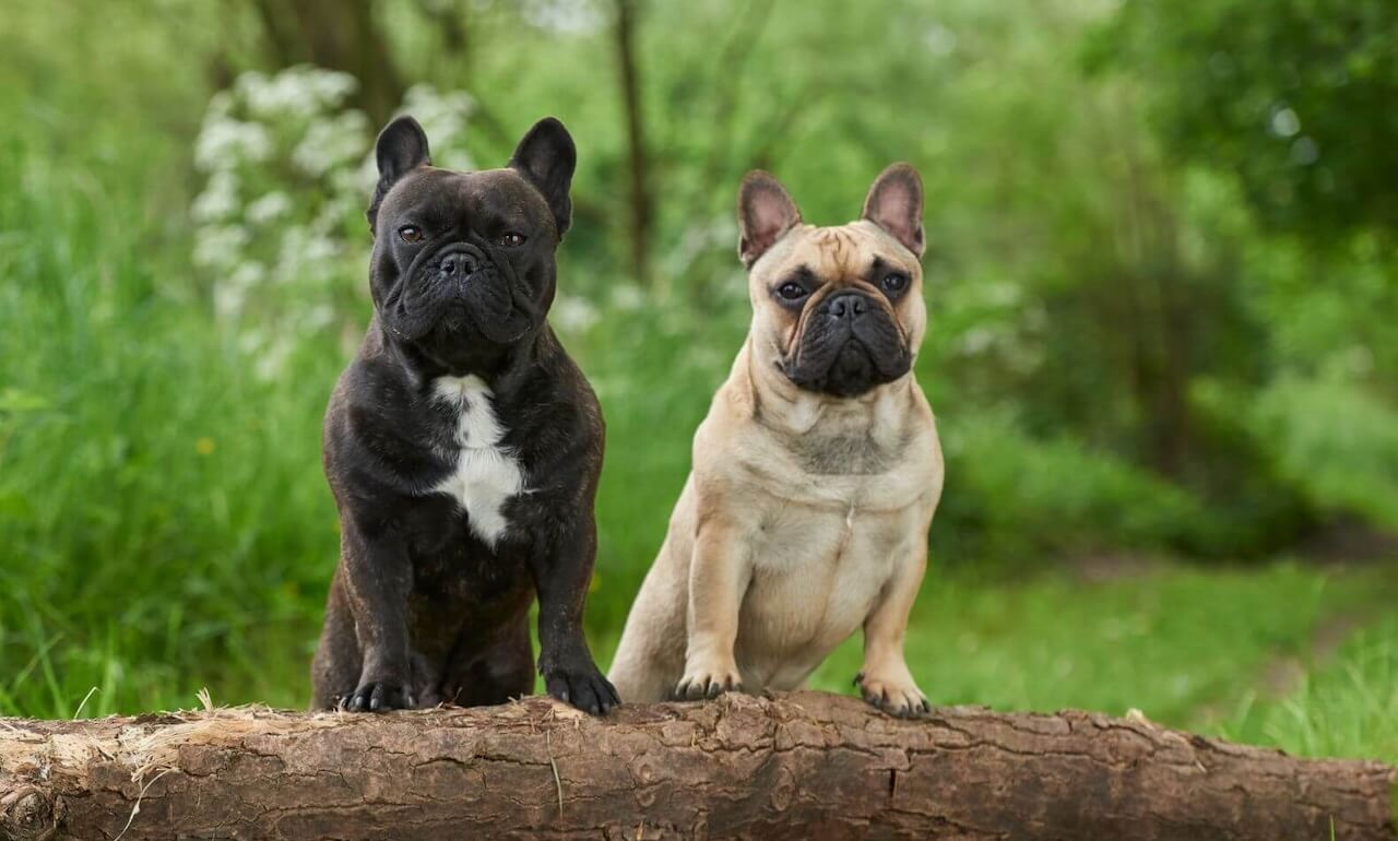 pet hospital in Gig Harbor WA