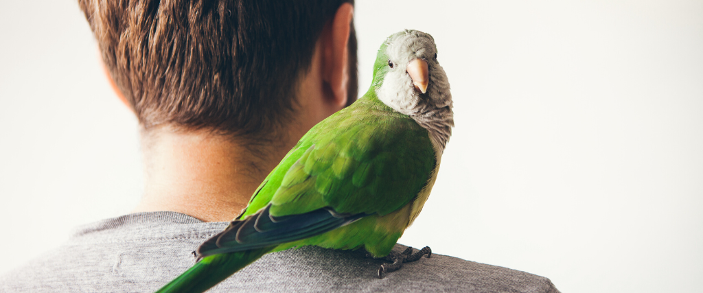 The 5 Most Common Pet Birds and The Expertise Needed to Care for Them