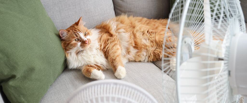 Orange cat laying on couch in front of fans