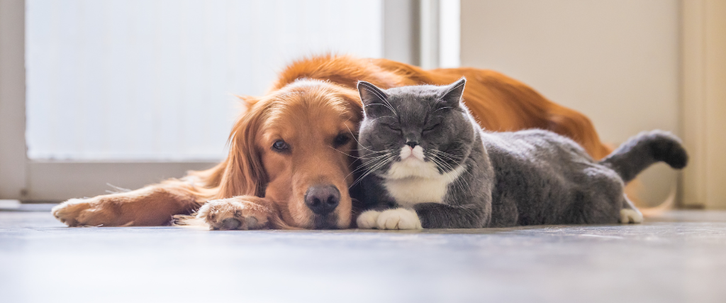 Sniffing Out the Truth: Essential Oil Safety for Pets