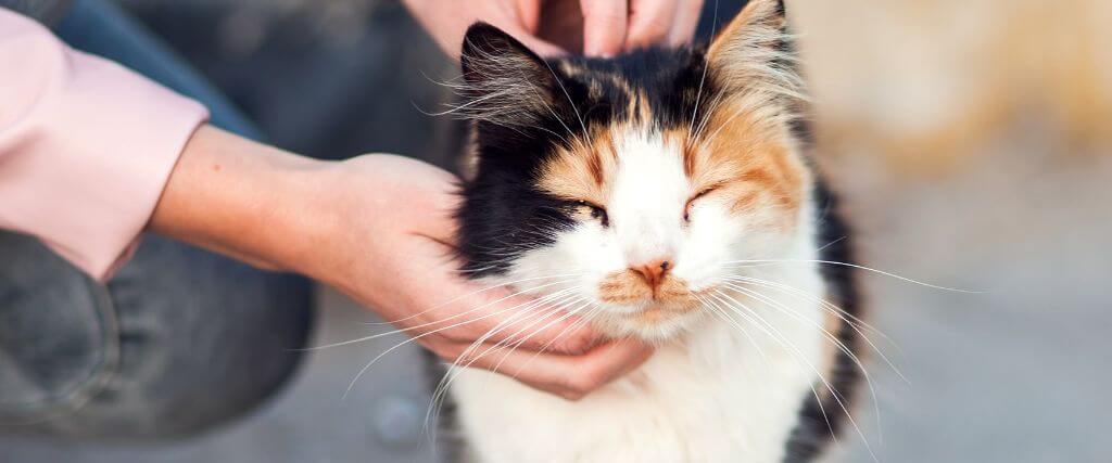 Feline Diabetes: A Veterinarian's  Insights for Optimal Cat Health and Wellness