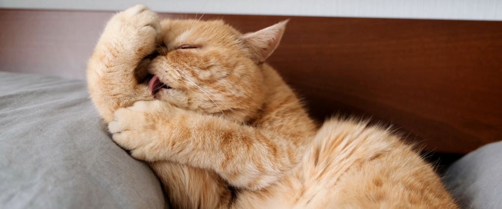 The Importance of Licking and Sniffing for Cats