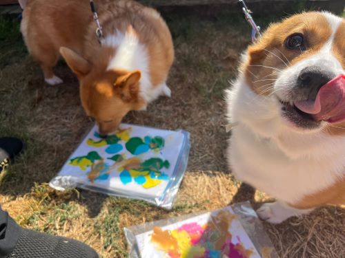 Pints, Paint and Pooches