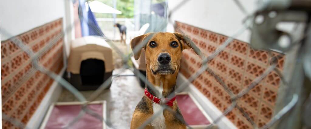 Is My Pet Ready for Boarding? A Vet Checklist Before Summer Vacation 