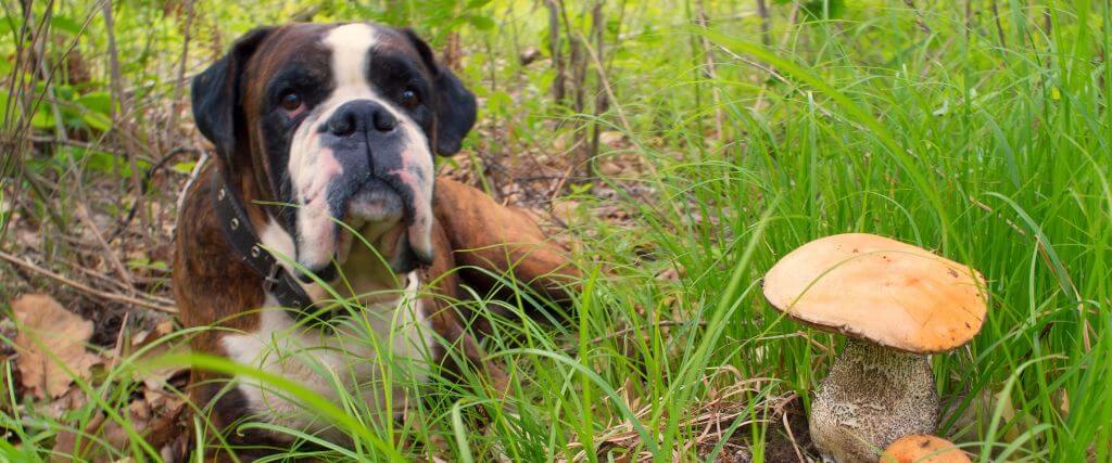 Mushrooms in the Yard: Should Pet Owners Be Worried? 