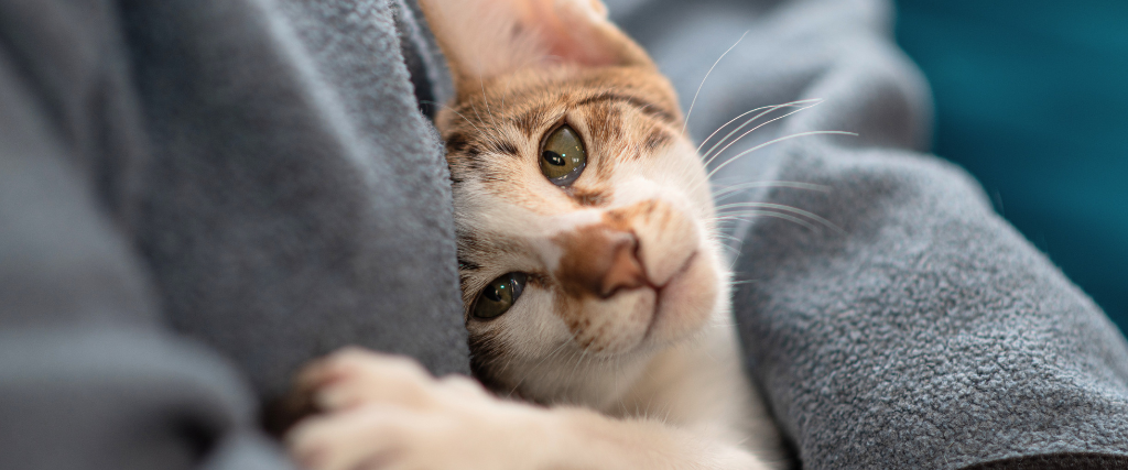 National Cat Lover’s Month: Decoding Your Kitty’s Love Language