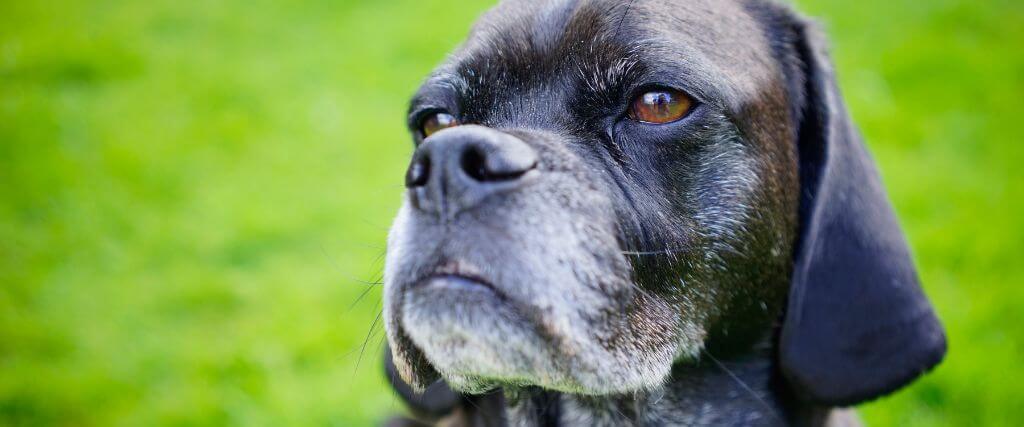 Senior black puggle.