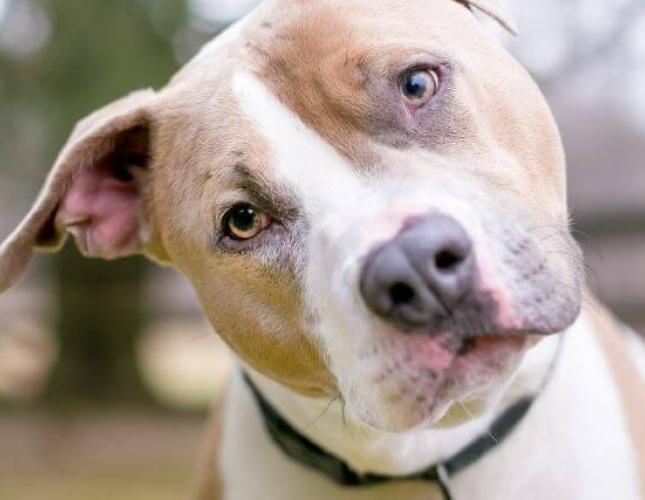 Can My Dog or Cat Take Human Medication?