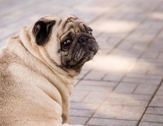 Fighting Pet Obesity: How to Keep Your Dog or Cat at a Healthy Weight