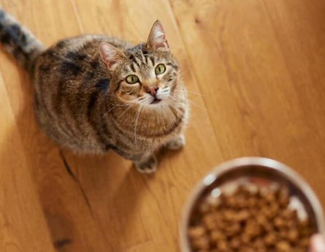 Optimizing Feline Health with Every Bite: A Doctor’s Discussion on the Nutritional Needs Through a Cat&#039;s Life