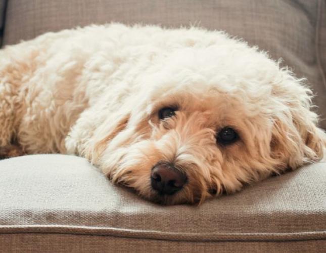 Guidelines For When You Should Call The Vet
