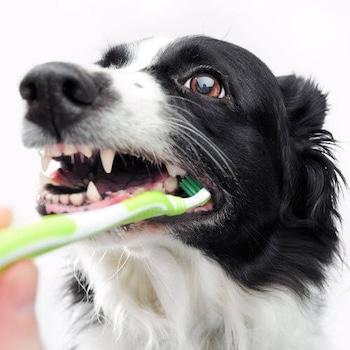 Dental