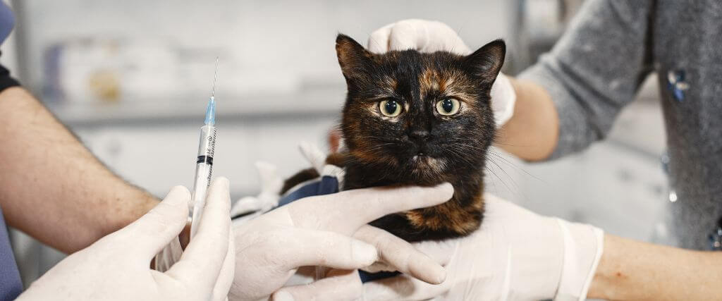 All of Your Cat Vaccination Questions Answered