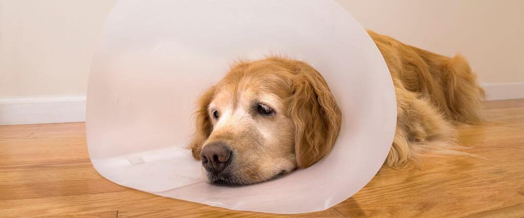 Dog recovering, wearing e-collar