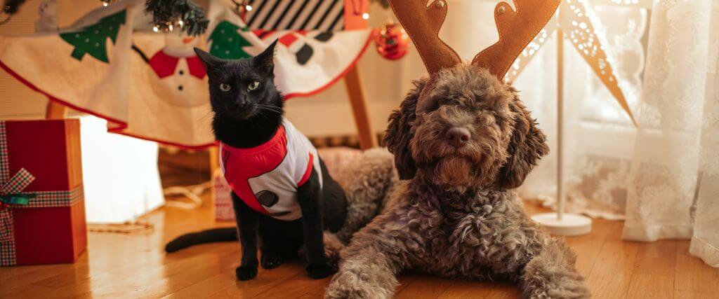 Dog and cat dressed in holiday outfits standing before a Christmas tree