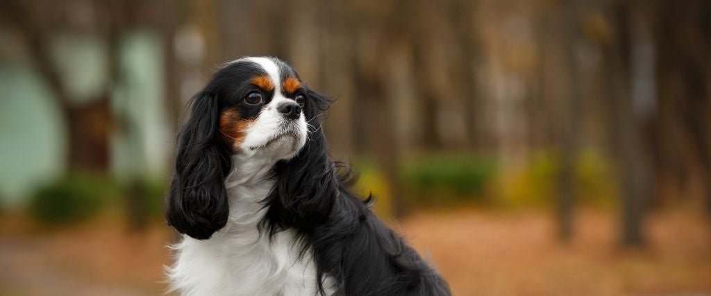 Cavalier King Charles Spaniel 
