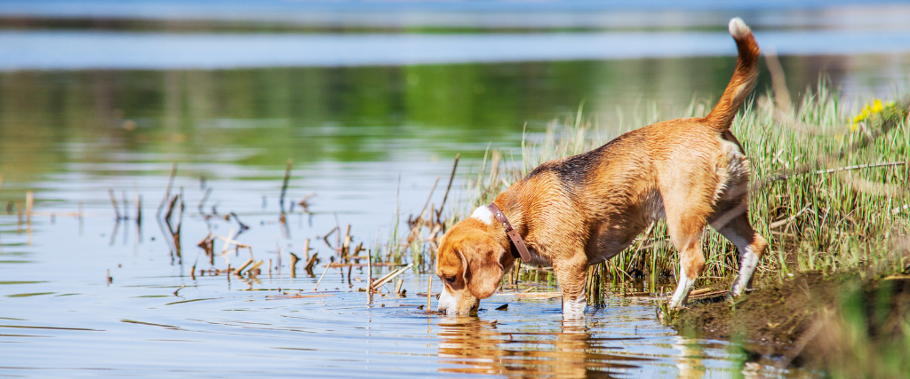 What Is Leptospirosis And How It Can Affect Your Dog